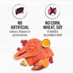 Beyond Grain Free Natural Dry Cat Food, Indoor Cat Wild-Caught Salmon & Egg - 2.26 kg Bag